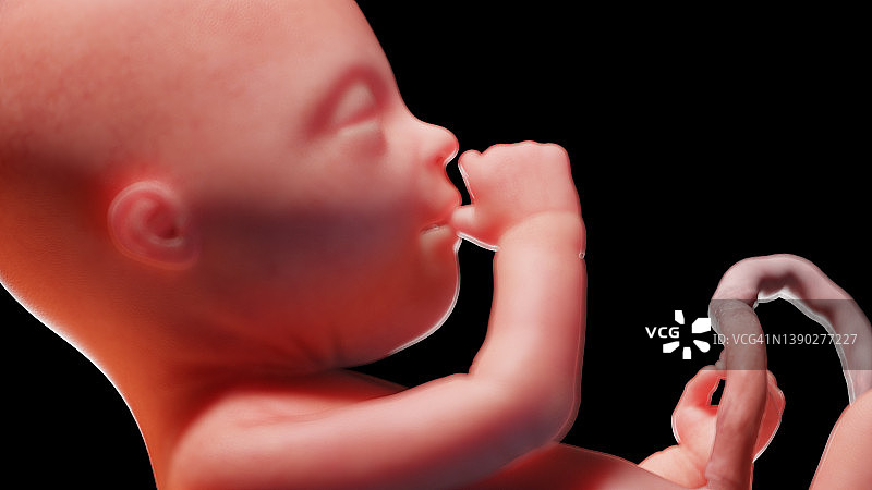 妊娠20周的人体胎儿插图图片素材