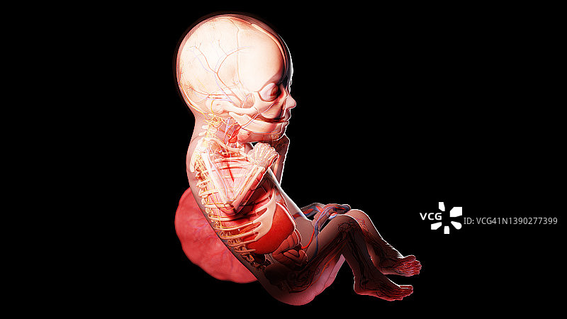 26周的人类胎儿图图片素材