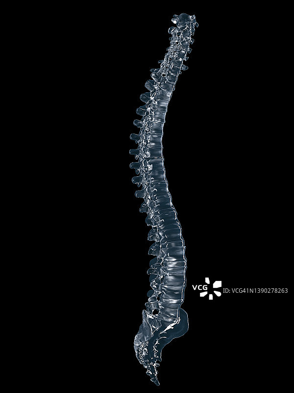 脊柱插图图片素材