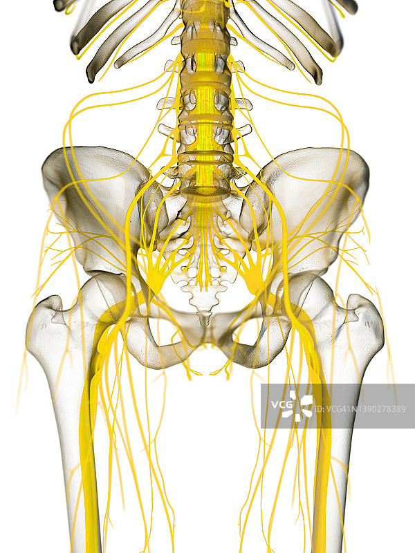 盆腔神经，图示图片素材