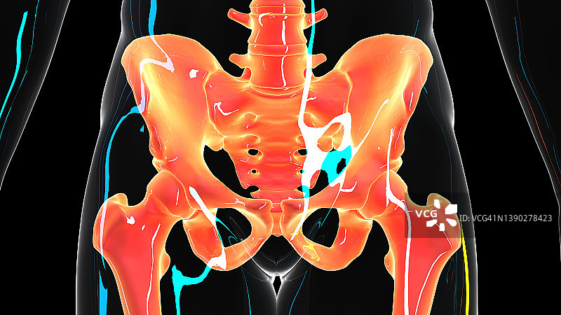 髋骨图图片素材
