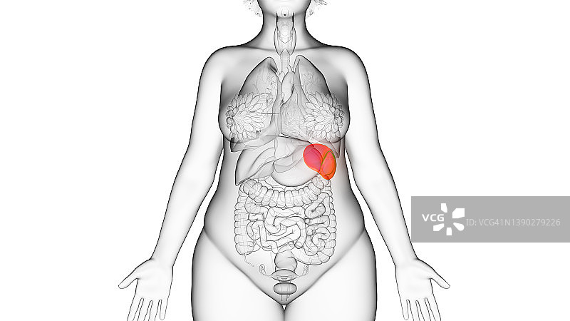 肥胖女人的脾脏插图图片素材