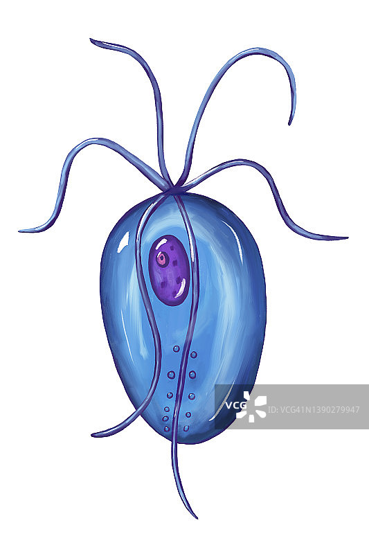 阴道毛滴虫寄生虫插图图片素材