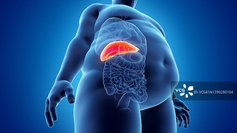 超重男人的肝脏插图图片素材