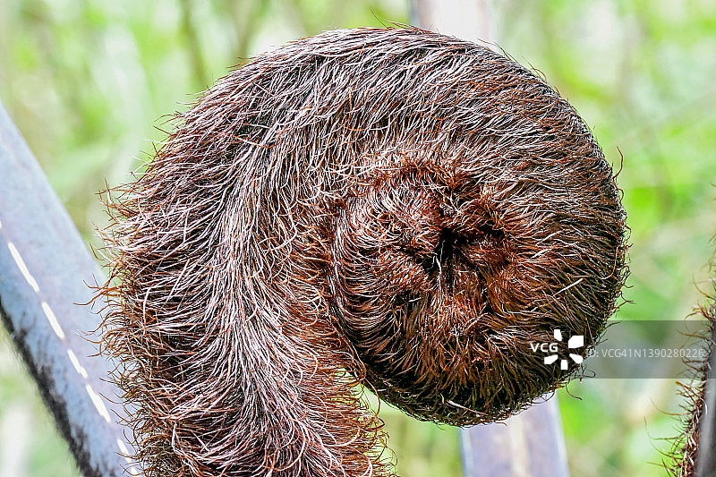 兔脚蕨图片素材