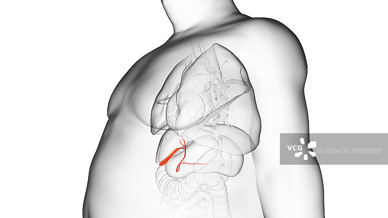 肥胖男人的胆囊，图示图片素材