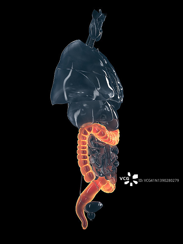 人类结肠图图片素材