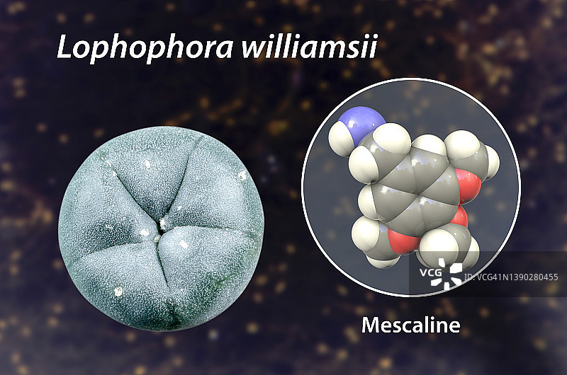 麦司卡林分子和佩奥特仙人掌合成图图片素材