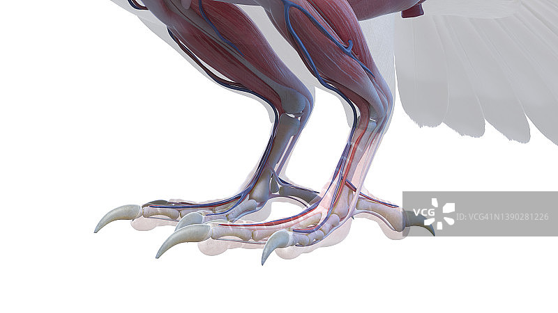 鸽子足部解剖结构图图片素材