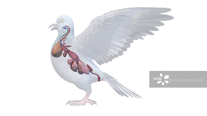 鸽子器官图解图片素材
