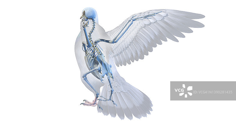 鸽子骨骼插画图片素材