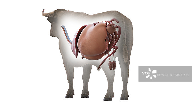 牛的器官，图示图片素材