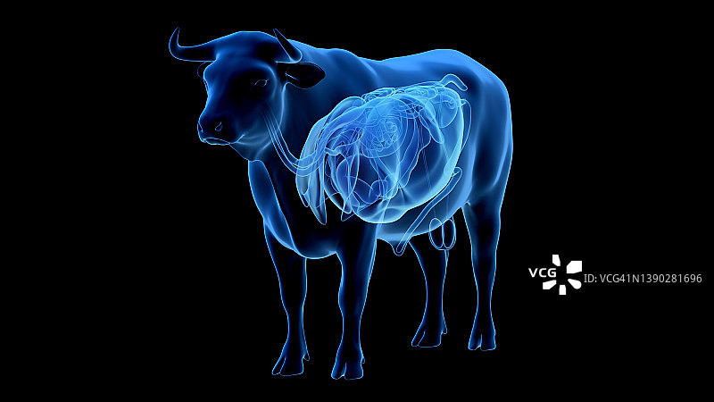 牛的器官，图示图片素材