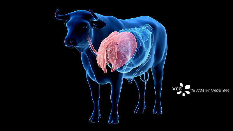 牛肺部插画图片素材