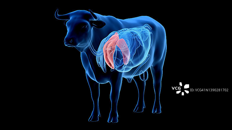 牛肺部插画图片素材