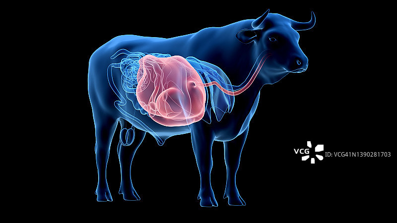 牛胃插画图片素材