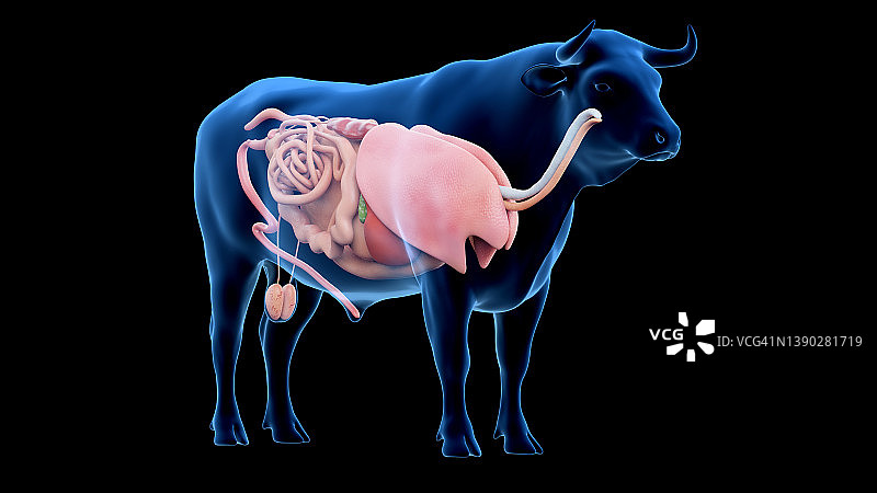 牛的器官，图示图片素材