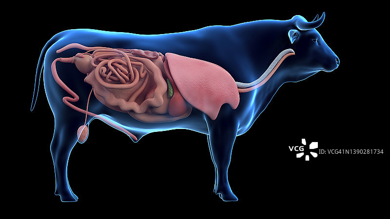 牛的解剖结构图图片素材