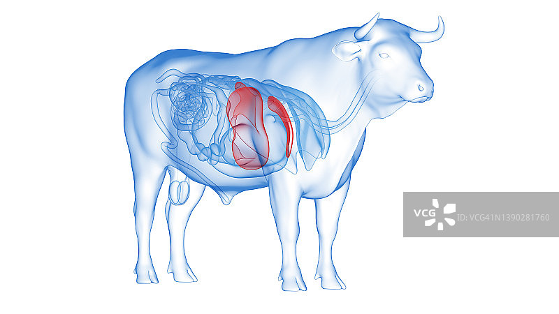 牛肝插画图片素材