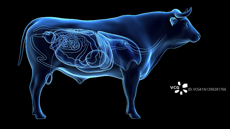 牛的器官，图示图片素材