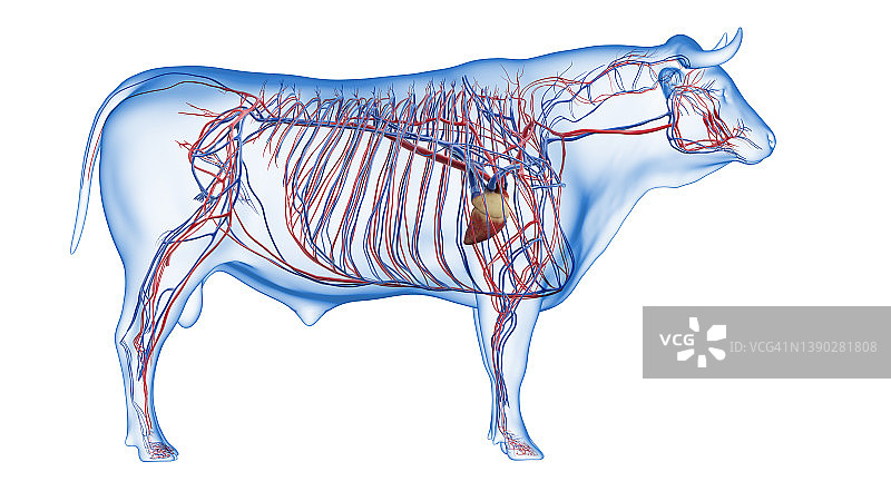 牛的血管系统图图片素材