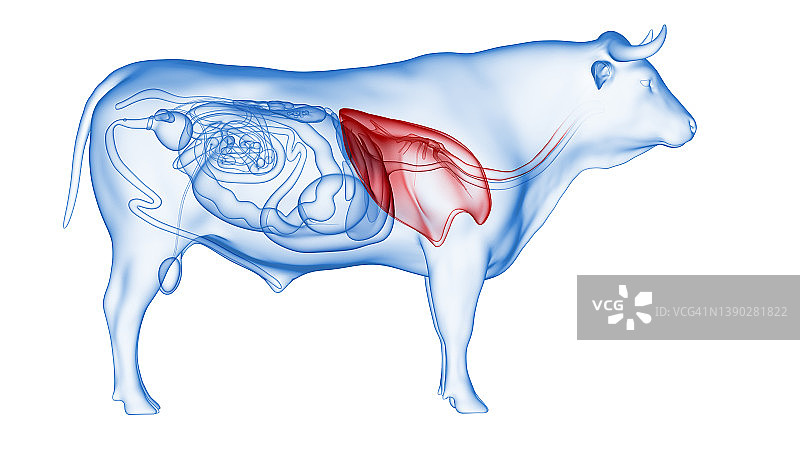 牛肺部插画图片素材