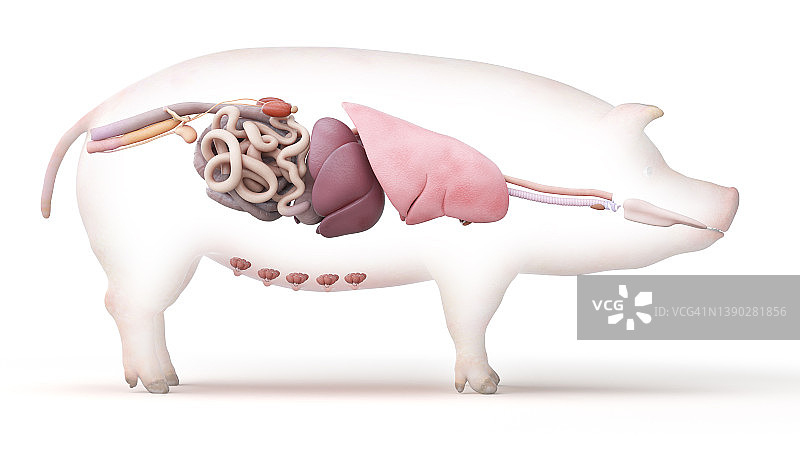 猪的解剖结构，插图图片素材