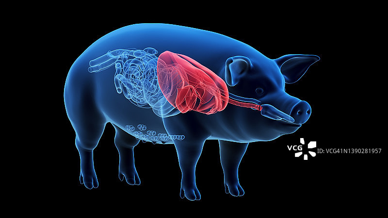 猪肺插画图片素材