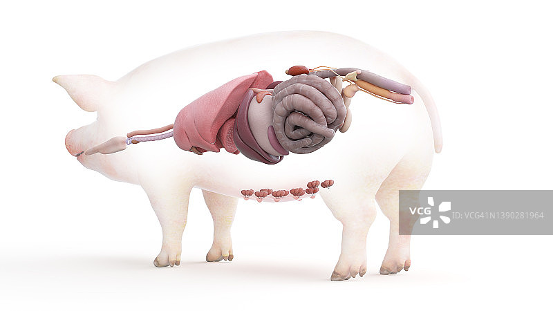 猪的解剖结构，插图图片素材
