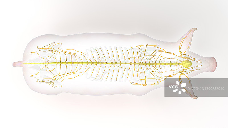 猪的神经系统，插图图片素材