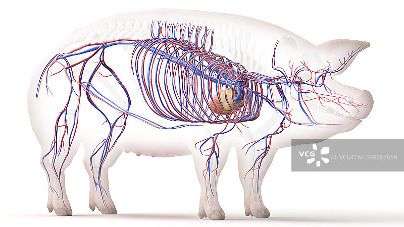 猪血管系统图图片素材