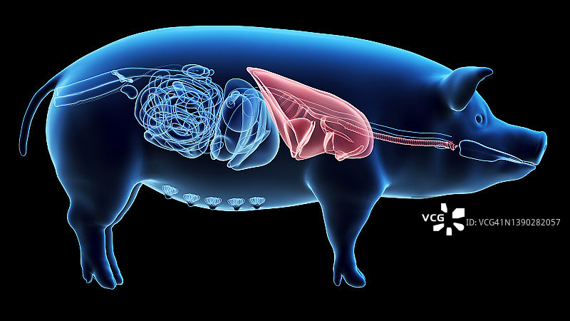 猪肺插画图片素材