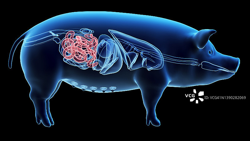 猪小肠插图图片素材