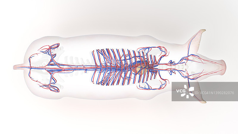 猪血管系统图图片素材