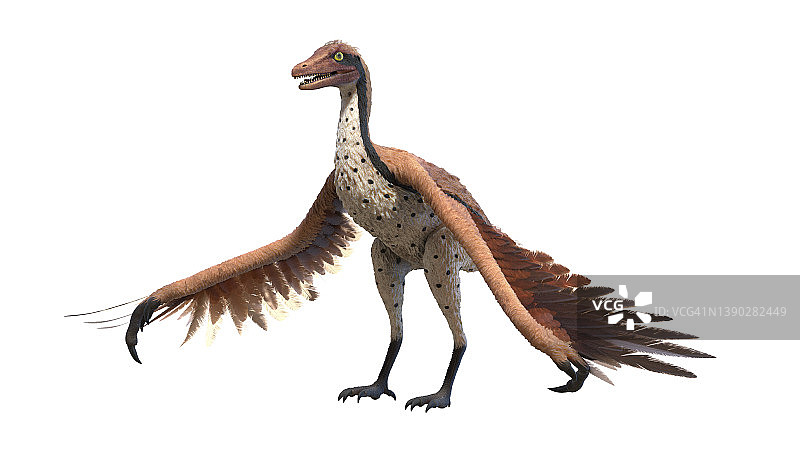 始祖鸟插图图片素材