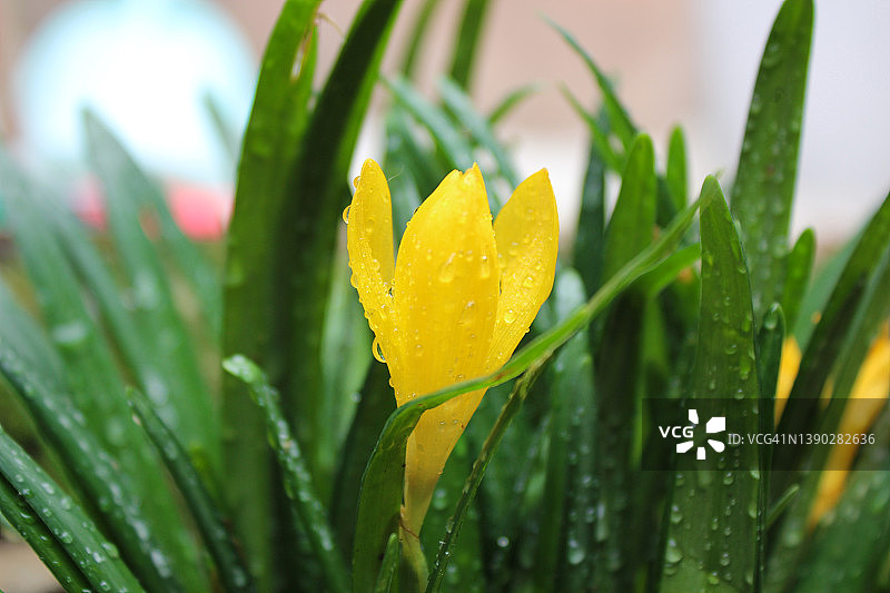 雨后绿叶间的黄色番红花图片素材