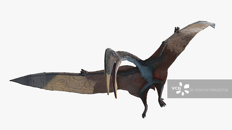 哈特兹哥翼龙插画图片素材