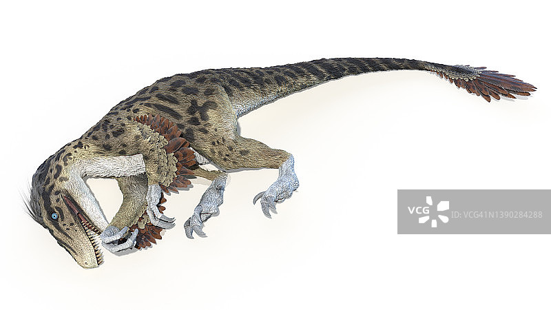 犹他盗龙插画图片素材