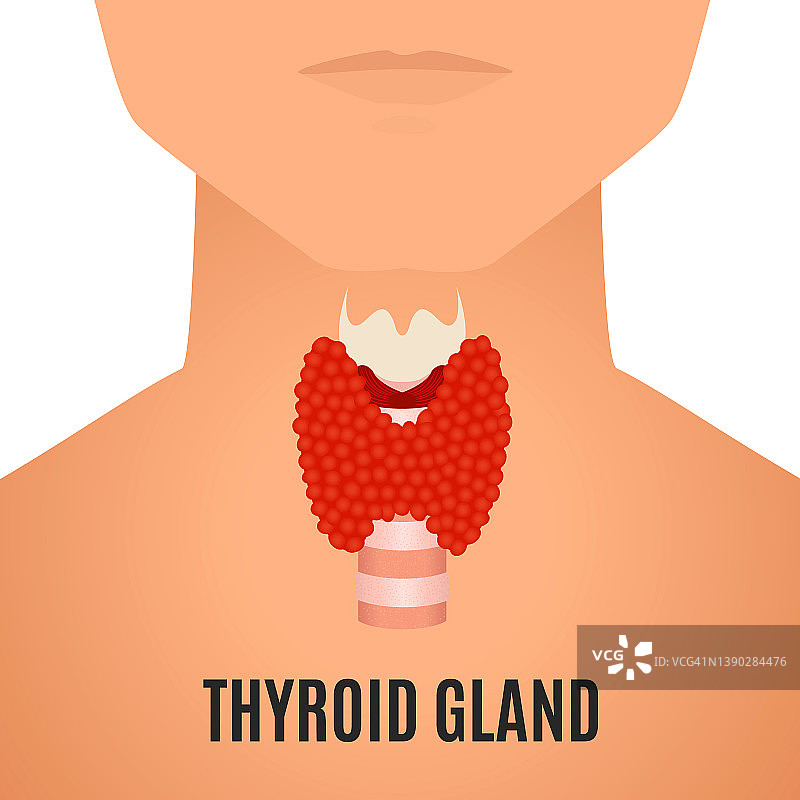 男性甲状腺概念插图图片素材
