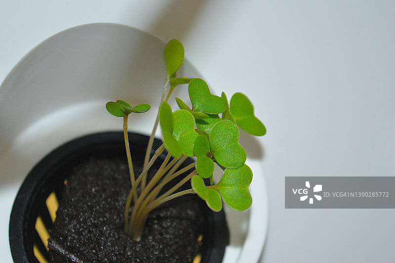 有机生菜特写图片素材