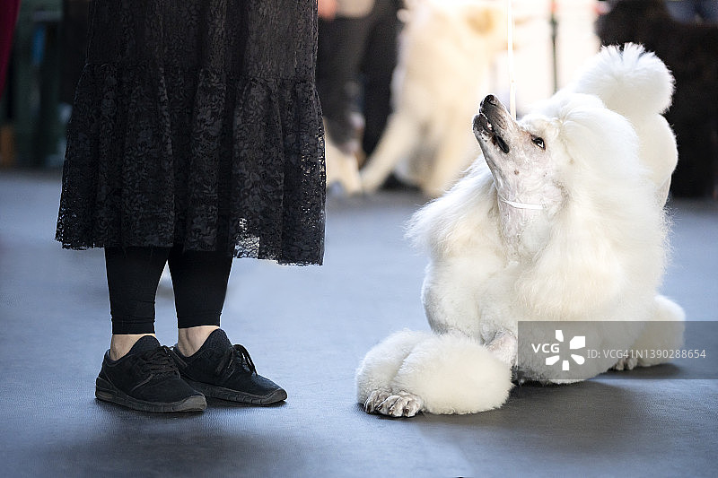 贵宾犬鼓励主人一起玩耍图片素材
