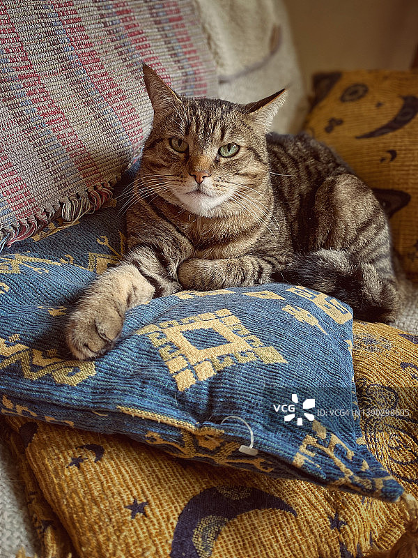 美丽的虎斑猫肖像图片素材