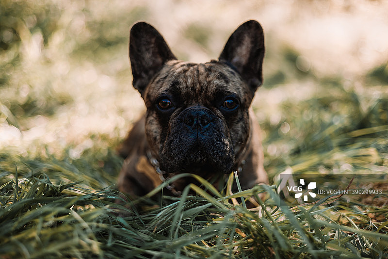 棕色法国斗牛犬图片素材