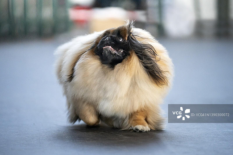 奔跑的京巴犬图片素材