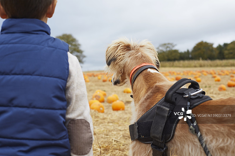 男孩和狗在南瓜田的背影图片素材