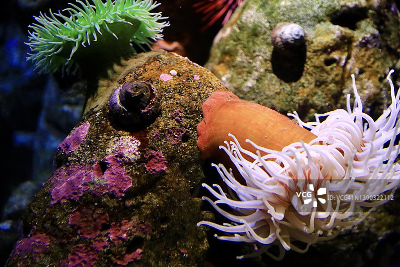 海水水生珊瑚植物图片素材