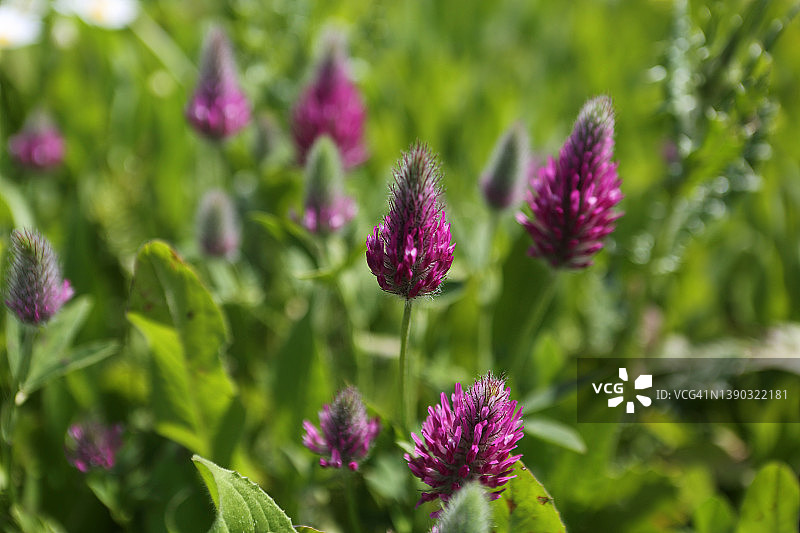 紫色三叶草野花床图片素材