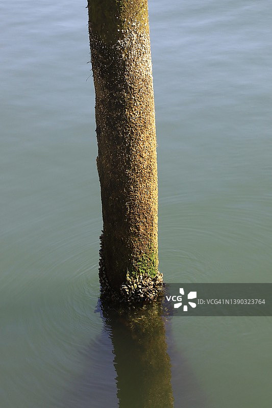 水中用于系船的桩图片素材