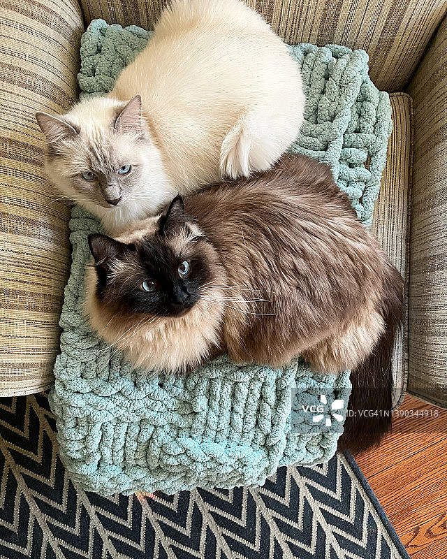 两只布偶猫挤在椅子上的毯子上图片素材