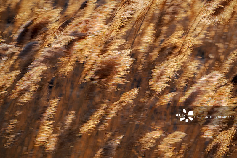 内布拉斯加州阿尔达附近普拉特河沿岸的芦苇摆动动态模糊效果图片素材